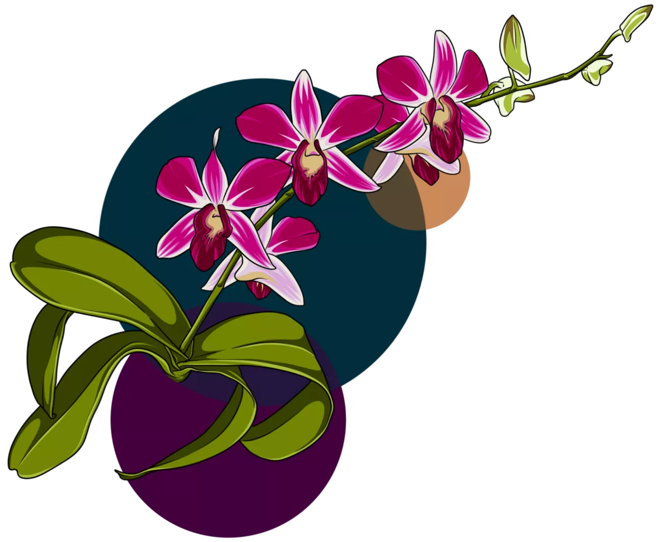 vibrant magenta orchids